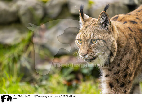 Luchs / lynx / DMS-11667