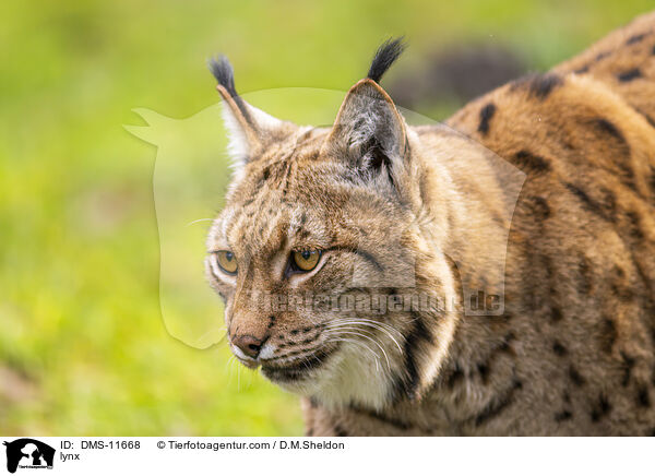 Luchs / lynx / DMS-11668