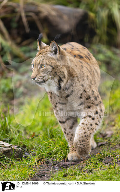 Luchs / lynx / DMS-11669