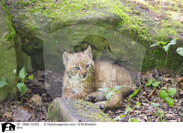 Luchs / lynx / DMS-12052