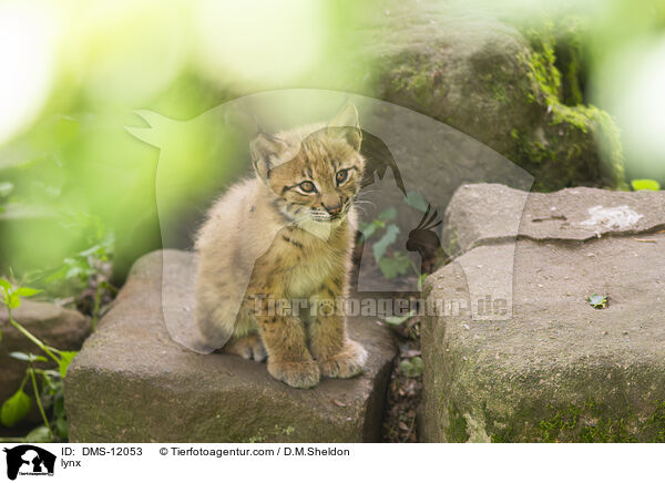 Luchs / lynx / DMS-12053
