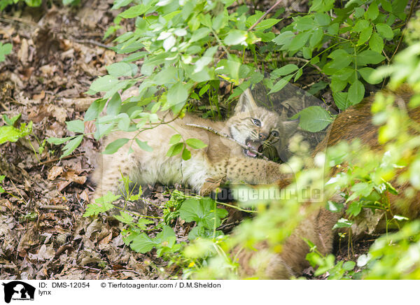 Luchs / lynx / DMS-12054