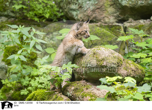Luchs / lynx / DMS-12058