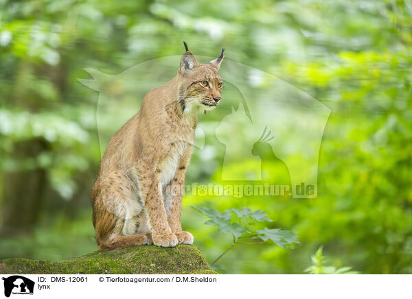 Luchs / lynx / DMS-12061