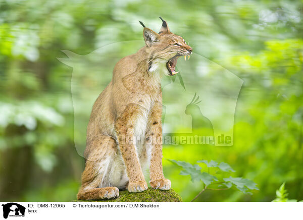 Luchs / lynx / DMS-12065