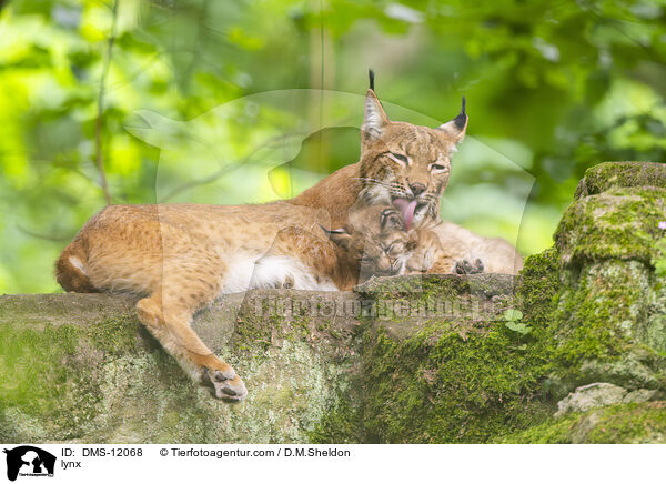 Luchs / lynx / DMS-12068