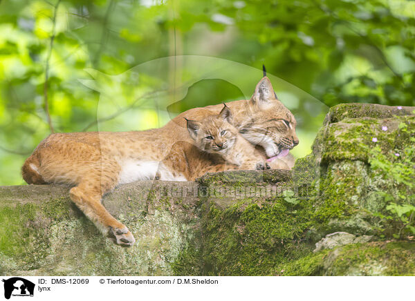 Luchs / lynx / DMS-12069