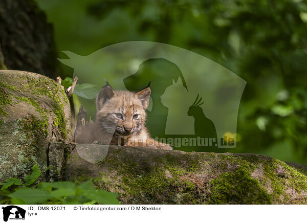 Luchs / lynx / DMS-12071