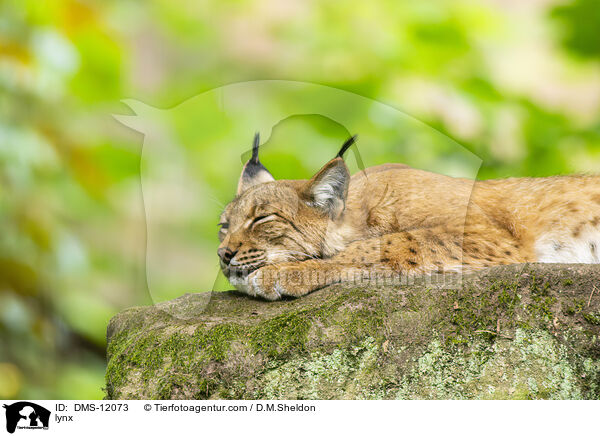 Luchs / lynx / DMS-12073