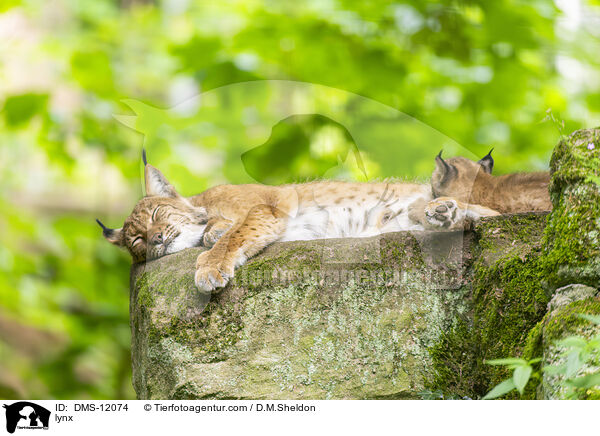 Luchs / lynx / DMS-12074