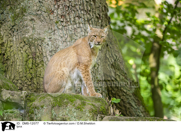 Luchs / lynx / DMS-12077