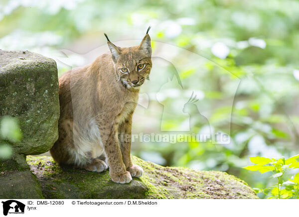 Luchs / lynx / DMS-12080