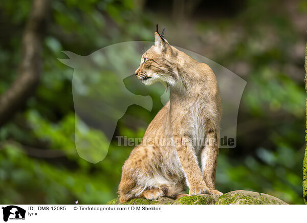Luchs / lynx / DMS-12085