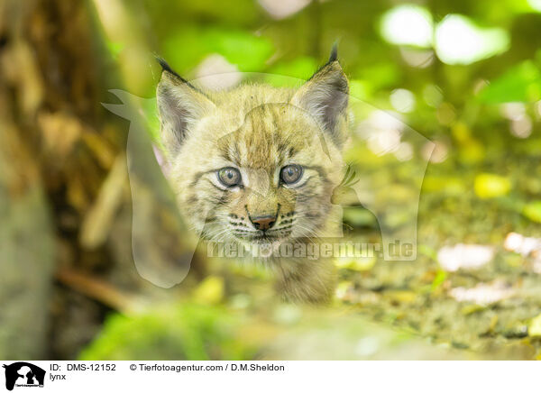 Luchs / lynx / DMS-12152