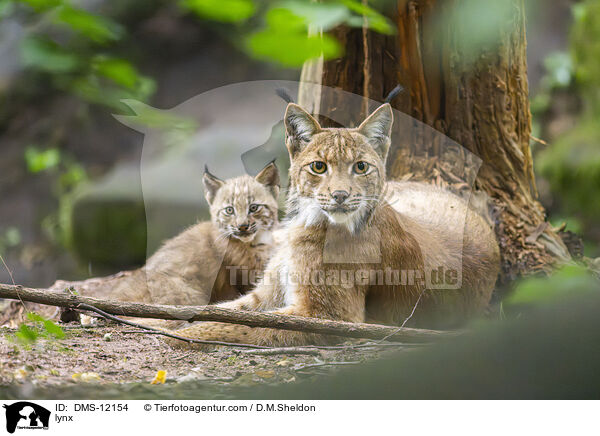 Luchs / lynx / DMS-12154