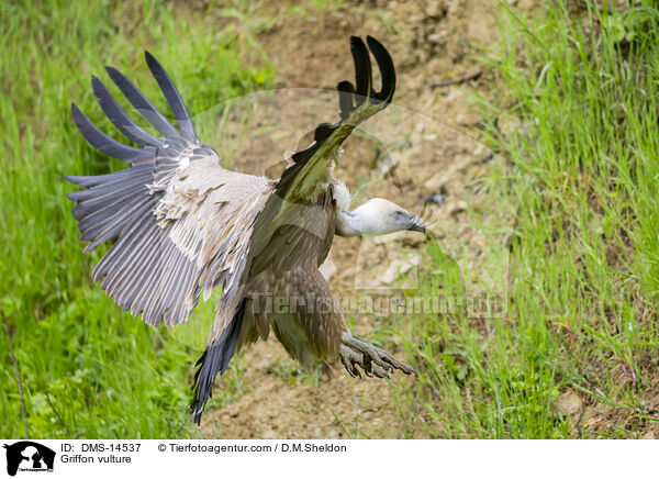 Gnsegeier / Griffon vulture / DMS-14537