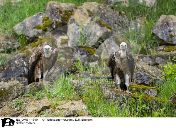 Gnsegeier / Griffon vulture / DMS-14540
