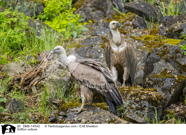 Gnsegeier / Griffon vulture / DMS-14542