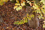 lynx