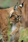 Lynx mother with kitten