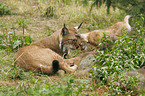 Lynx mother with kitten
