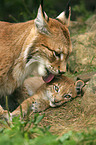 Lynx mother with kitten