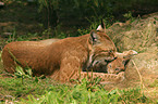 Lynx mother with kitten