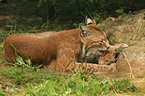 Lynx mother with kitten