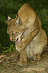 cleaning lynx