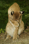 cleaning lynx