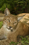 lying lynx