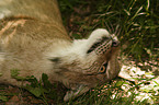 lying lynx