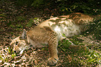 lying lynx