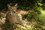 lying lynx