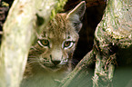 young lynx