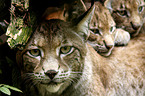 young lynx