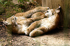 playing young lynx