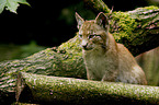 young lynx