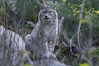 Lynx