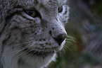 Lynx