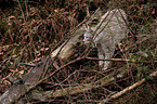 lynx