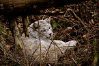 lynx