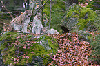 lynx
