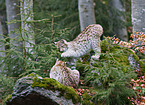 lynx