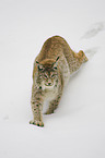 lynx
