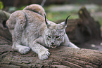 lynx