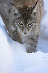 lynx