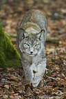 lynx