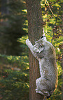 climbing lynx