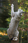 climbing lynx